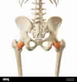 Image result for Musculus Quadratus femoris. Size: 150 x 161. Source: www.alamy.de