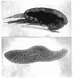 Afbeeldingsresultaten voor "paracalanus Nanus". Grootte: 150 x 161. Bron: www.researchgate.net