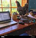 Rooster on The Desk に対する画像結果.サイズ: 150 x 161。ソース: www.alamy.com