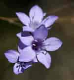 Image result for "gilia Reticulata". Size: 150 x 162. Source: www.flickr.com