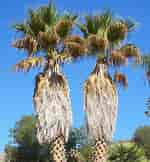 Image result for Washingtonia filifera Palm Tree. Size: 150 x 162. Source: www.florida-palm-trees.com