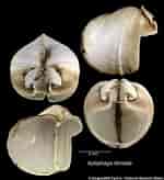 Bildresultat för Xylophaga dorsalis Anatomy. Storlek: 150 x 164. Källa: naturalhistory.museumwales.ac.uk