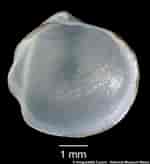 Image result for "thyasira Gouldi". Size: 150 x 164. Source: naturalhistory.museumwales.ac.uk