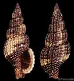 Image result for "raphitoma Purpurea". Size: 150 x 165. Source: www.gastropods.com