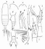 Image result for "euaugaptilus Facilis". Size: 150 x 165. Source: copepodes.obs-banyuls.fr