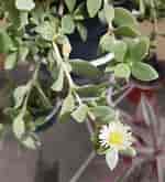 Image result for "haeckeliana Porcellana". Size: 150 x 165. Source: succulent.guide