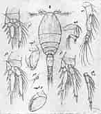 Image result for "oncaea Curta". Size: 146 x 166. Source: copepodes.obs-banyuls.fr