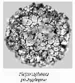 Image result for "plegmosphaera Pachyplegma". Size: 135 x 166. Source: www.uv.es