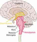 Image result for Anatomie Der Kleinhirnbrückenwinkel. Size: 150 x 166. Source: 5bn.wiki