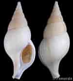 Image result for "colus Gracilis". Size: 150 x 167. Source: www.gastropods.com