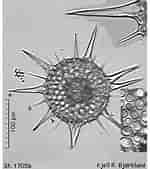 Image result for "heliodiscus Asteriscus". Size: 150 x 169. Source: www.radiolaria.org