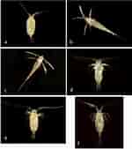 Image result for "labidocera Nerii". Size: 150 x 169. Source: www.researchgate.net
