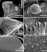 Afbeeldingsresultaten voor "trypetesa Lampas". Grootte: 150 x 169. Bron: www.researchgate.net