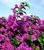 Image result for "bougainvillia Muscus". Size: 150 x 169. Source: www.nature-and-garden.com