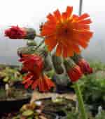 Image result for "sepiola Aurantiaca". Size: 150 x 169. Source: shireplants.co.uk