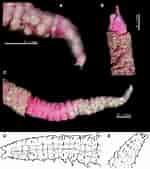 Magelona minuta Geslacht ਲਈ ਪ੍ਰਤੀਬਿੰਬ ਨਤੀਜਾ. ਆਕਾਰ: 150 x 169. ਸਰੋਤ: www.cambridge.org