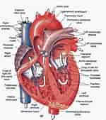 Image result for Wrakbaars Anatomie. Size: 150 x 169. Source: www.etsy.com