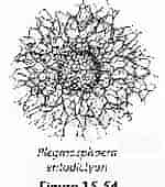 Image result for "plegmosphaera Pachyplegma". Size: 131 x 170. Source: www.uv.es