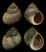 Image result for "littorina Saxatilis". Size: 150 x 171. Source: www.idscaro.net