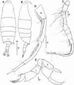 Image result for "labidocera Nerii". Size: 150 x 172. Source: www.researchgate.net