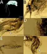 Image result for "ampelisca Diadema". Size: 150 x 173. Source: www.researchgate.net
