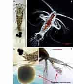 Image result for "augaptilus Glacialis". Size: 150 x 173. Source: www.researchgate.net