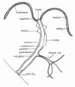 Afbeeldingsresultaten voor Hydrozoa Anatomy. Grootte: 150 x 175. Bron: lanwebs.lander.edu