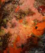 Afbeeldingsresultaten voor "crella Rosea". Grootte: 150 x 177. Bron: doris.ffessm.fr