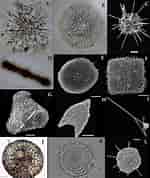 Afbeeldingsresultaten voor "spongodictyon Spongiosum". Grootte: 150 x 178. Bron: www.researchgate.net