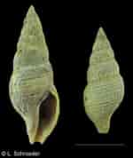 Image result for Ophiodermella inermis. Size: 150 x 178. Source: www.bily.com