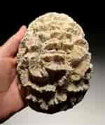 Image result for Brain Coral Fossil. Size: 150 x 178. Source: timevaultgallery.com