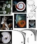 Image result for "paradexiospira Vitrea". Size: 150 x 178. Source: www.researchgate.net