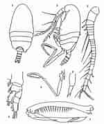 Image result for "mesaiokeras Semiplenus". Size: 150 x 180. Source: copepodes.obs-banyuls.fr