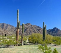 Image result for The Sonoran Desert