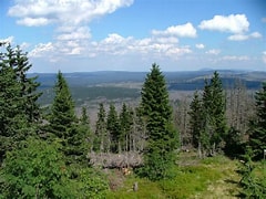 Image result for bavarian forest