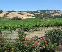 Image result for Navarro Riesling Cluster Select Late Harvest