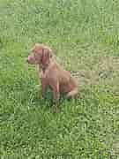 Image result for vizsla