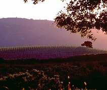 Mount Eden Pinot Noir に対する画像結果