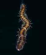 Image result for "ophiodromus Flexuosus". Size: 150 x 181. Source: www.britishmarinelifepictures.co.uk