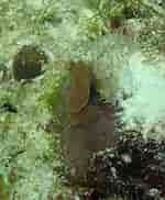 Image result for "topsentia Ophiraphidites". Size: 150 x 182. Source: spongeguide.uncw.edu