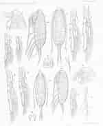 Afbeeldingsresultaten voor "paracalanus Nanus". Grootte: 150 x 183. Bron: www.marinespecies.org