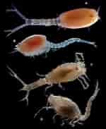 Image result for "campylaspis Costata". Size: 150 x 183. Source: www.researchgate.net