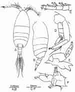 Image result for "paramisophria Giselae". Size: 150 x 183. Source: copepodes.obs-banyuls.fr