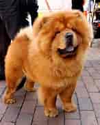 Image result for Chow Chow. Size: 146 x 183. Source: www.dog-learn.com