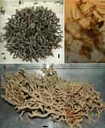 Image result for Clathria Clathria coralloides Stam. Size: 150 x 183. Source: www.researchgate.net