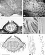 Image result for "mitrocomella Polydiademata". Size: 150 x 184. Source: www.researchgate.net
