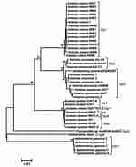 Afbeeldingsresultaten voor Asteriidae Family tree. Grootte: 150 x 184. Bron: www.researchgate.net