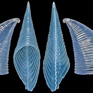 Image result for "carinaria cristata Cristata". Size: 185 x 167. Source: www.pinterest.com