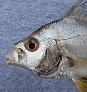 Image result for Mojarra's Onderklasse. Size: 175 x 185. Source: www.mexican-fish.com