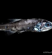 Afbeeldingsresultaten voor lantaarnvissen. Grootte: 173 x 185. Bron: diertjevandedag.classy.be